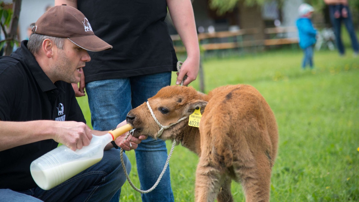 Lebendtiere zu verkaufen