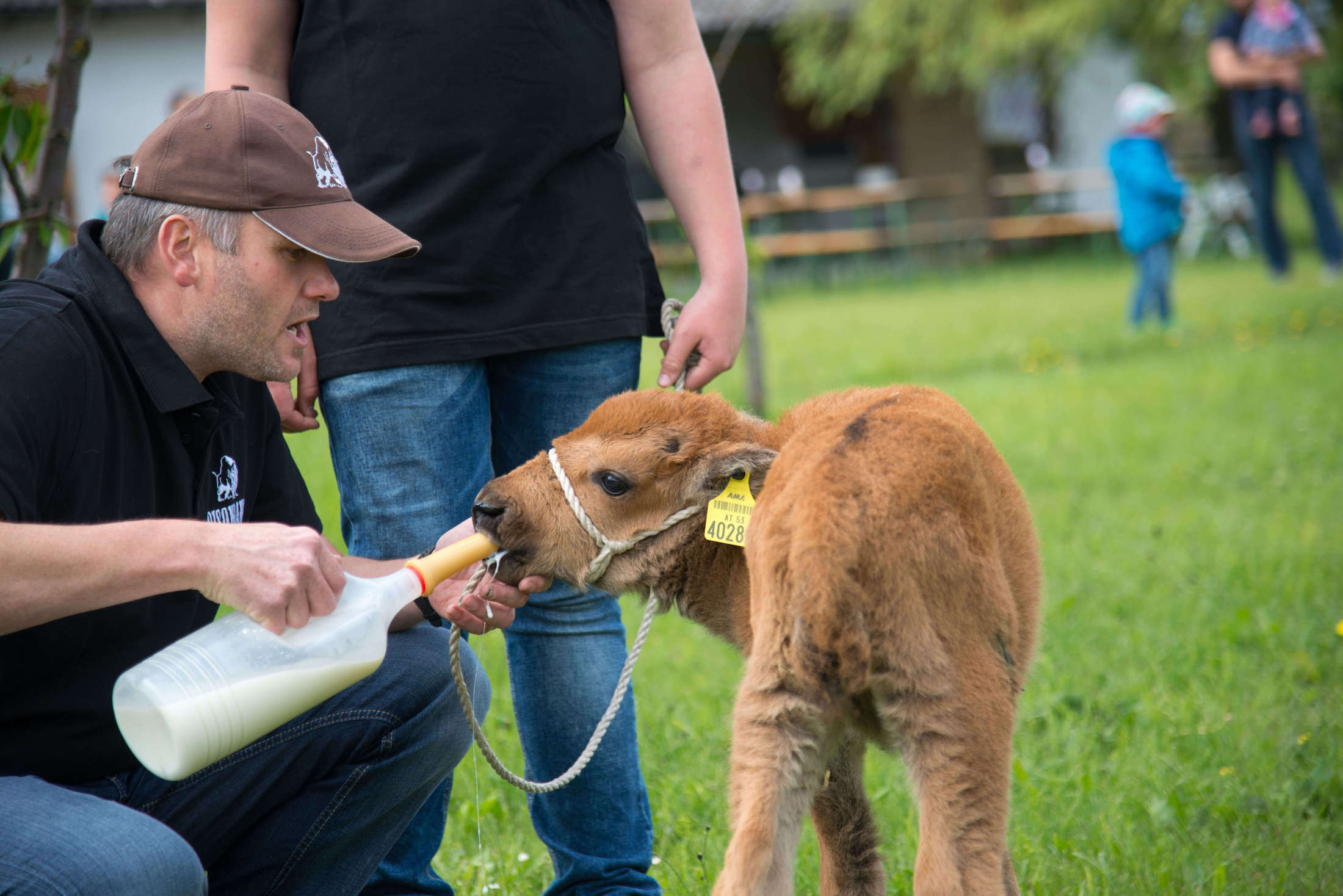 Thomas Baumgartner und sein Bisonnachwuchs
