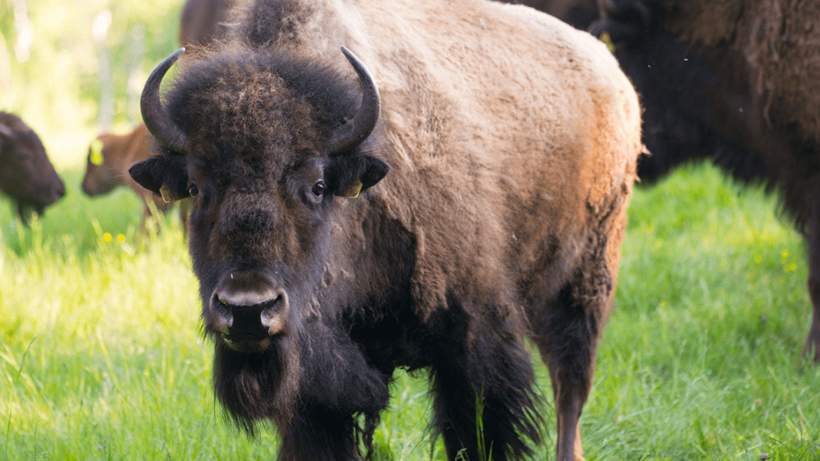 Wildtiere auf der Weide