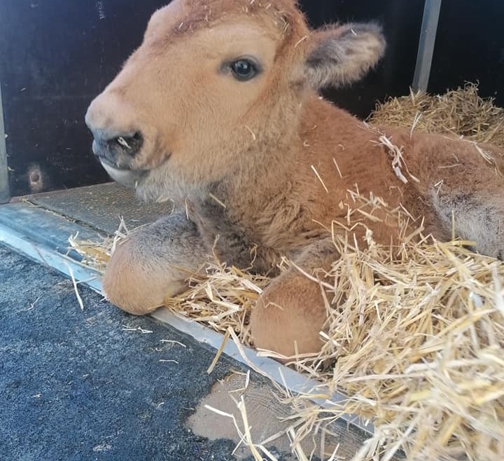 HUBERT! unser Findelkind